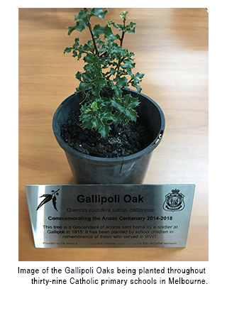 Image of the Gallipoli Oaks being planted throughout  thirty-nine Catholic primary schools in Melbourne.